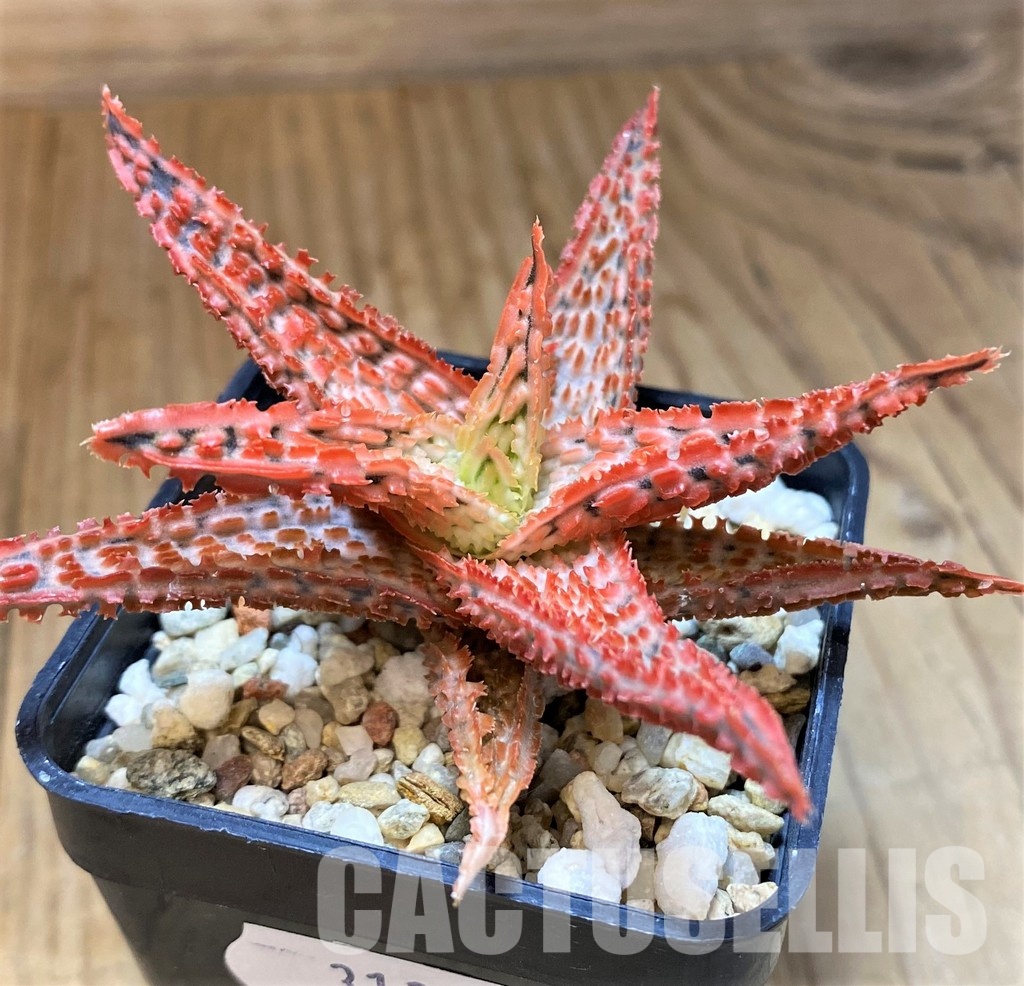 SH31328 Aloe TCT hybrid - Image 2