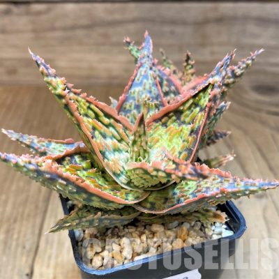SH31333 Aloe TCT hybrid