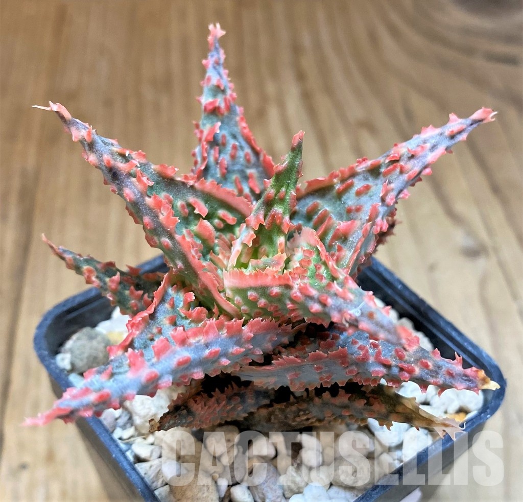 SH31335 Aloe TCT hybrid - Image 2