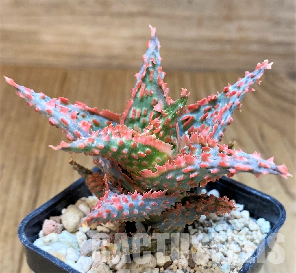 SH31335 Aloe TCT hybrid