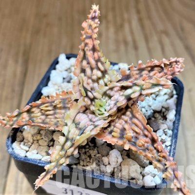 SH31336 Aloe TCT hybrid
