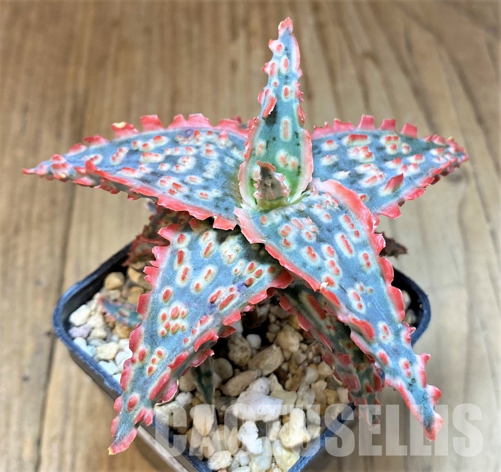SH31337 Aloe TCT hybrid - Image 2