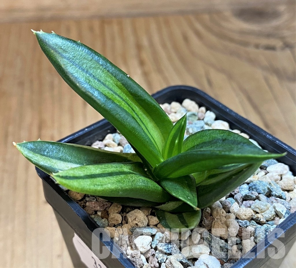SH31636 Alworthia ‘Black Gem’ f. variegata