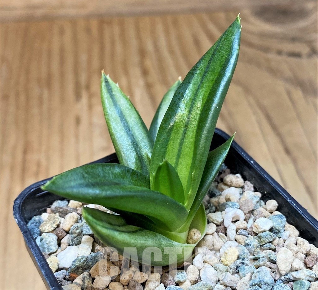 SH31636 Alworthia ‘Black Gem’ f. variegata - Image 2