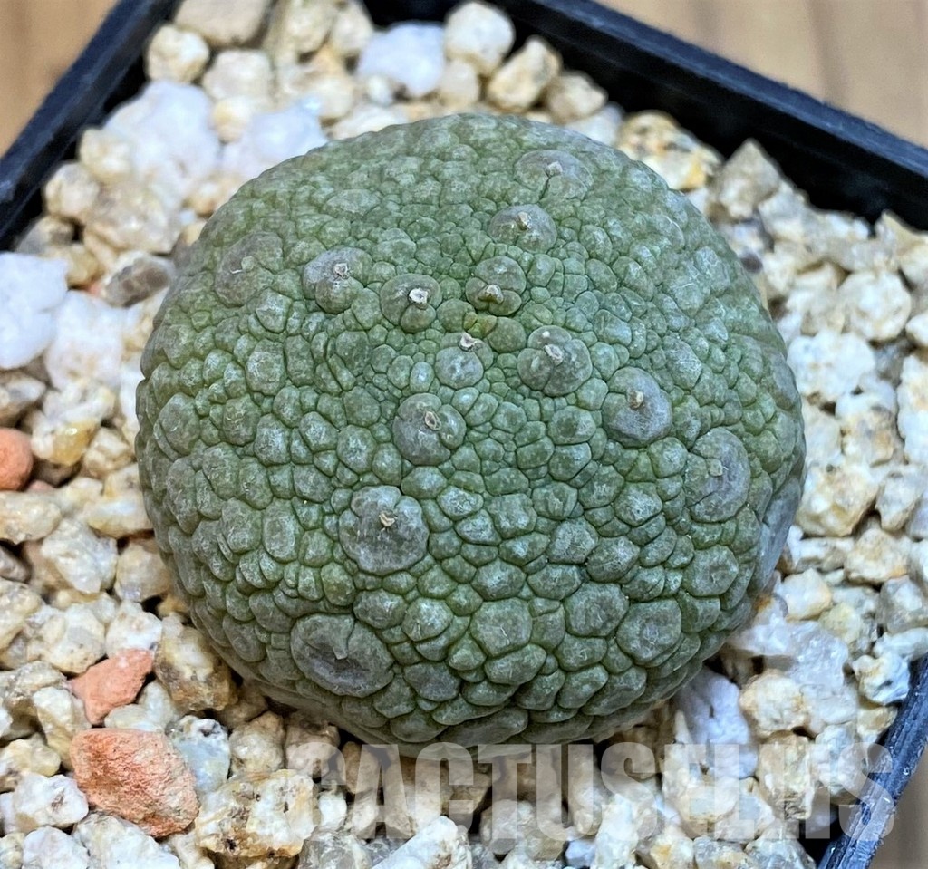 SH31649 Pseudolithos migiurtinus - Image 2
