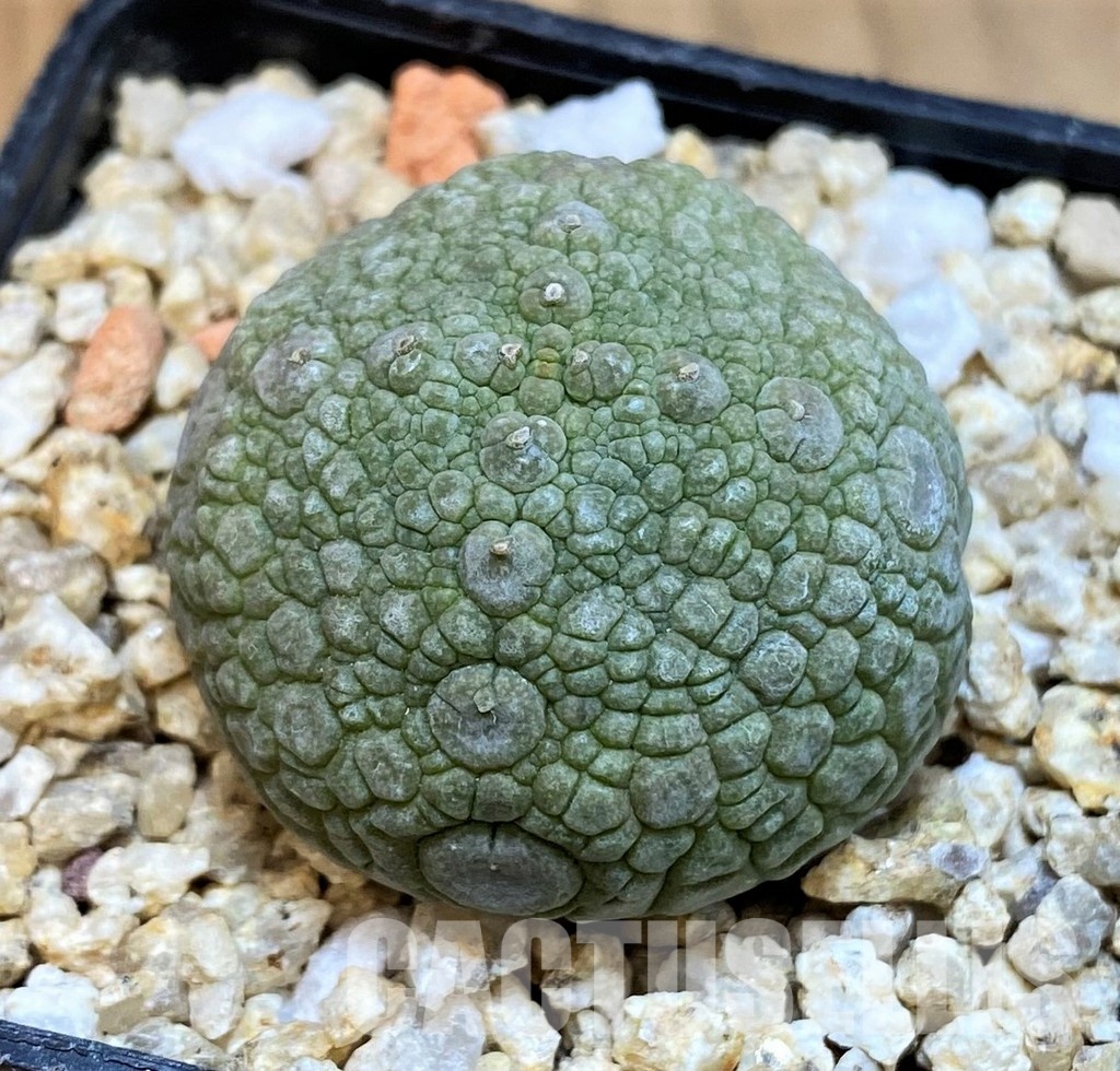 SH31649 Pseudolithos migiurtinus