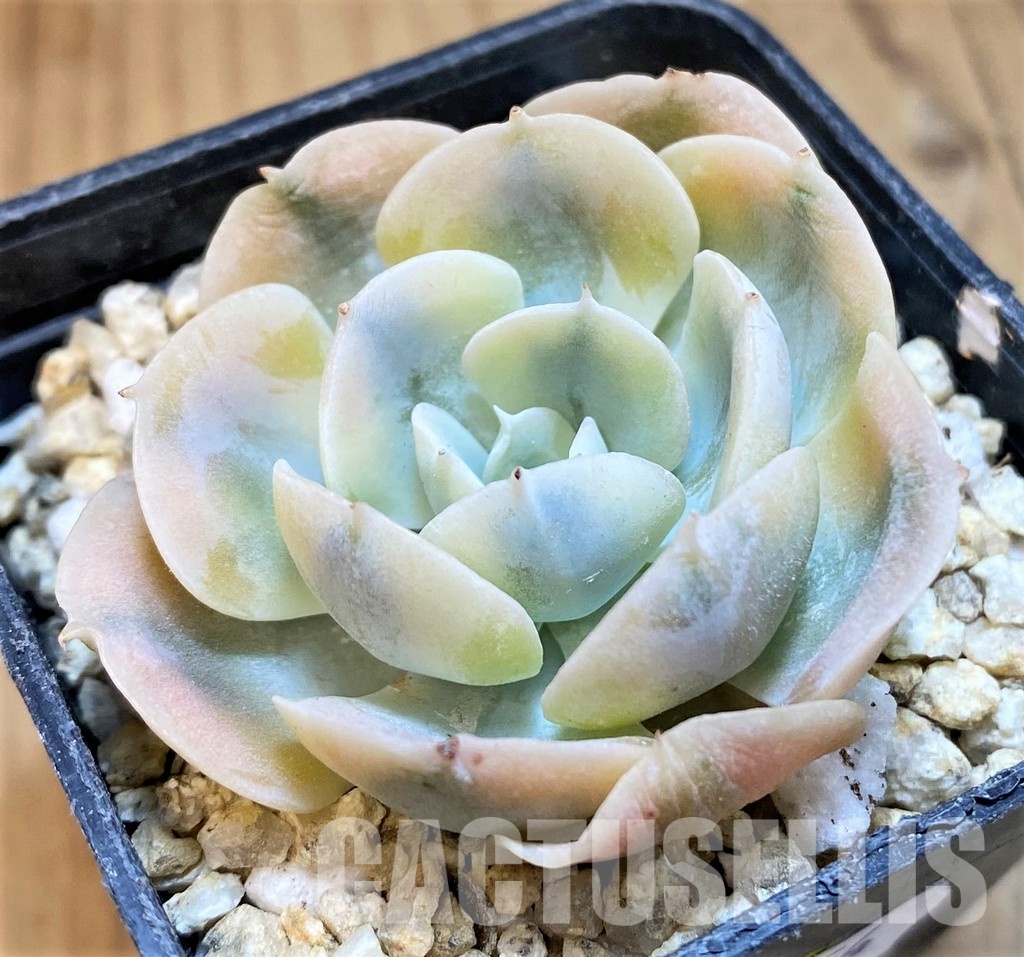 SH31654 Echeveria runyonii f. variegata - Image 2