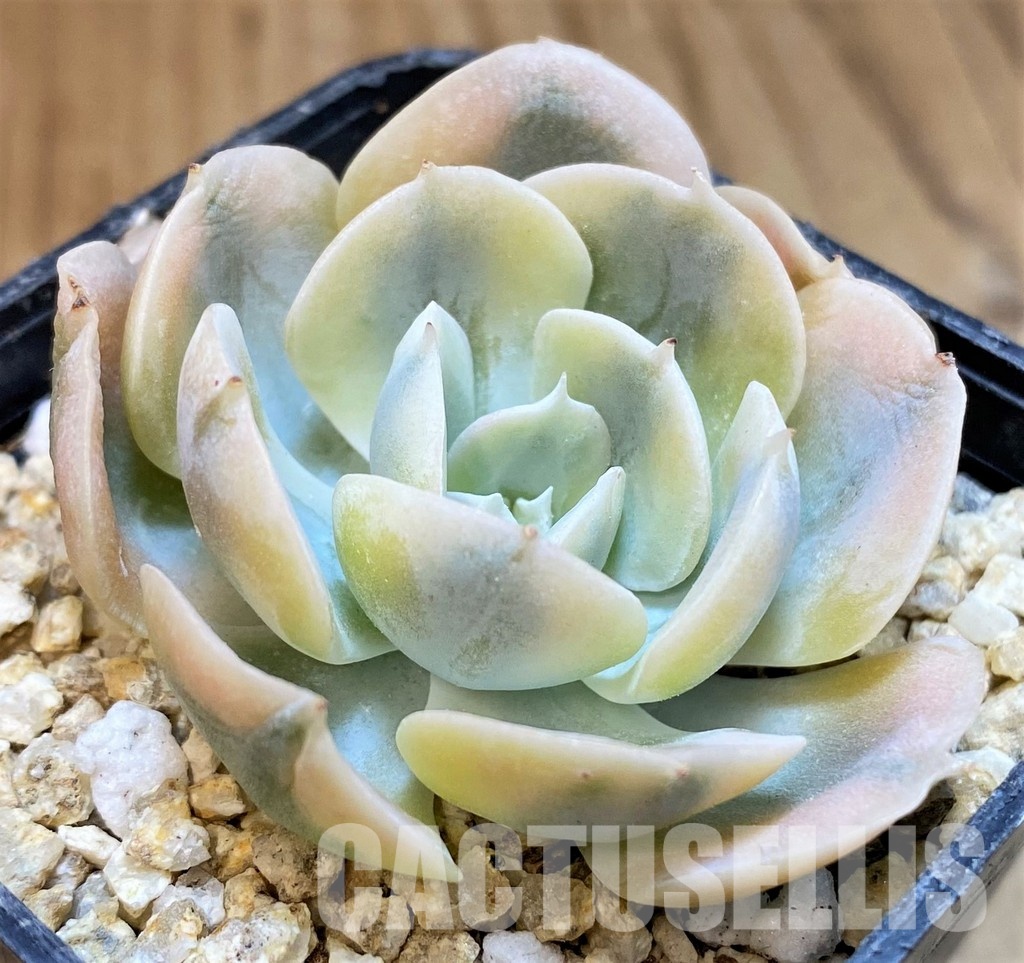 SH31654 Echeveria runyonii f. variegata