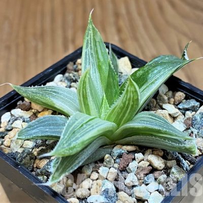 SH31608 Haworthia 'Grey Ghost'