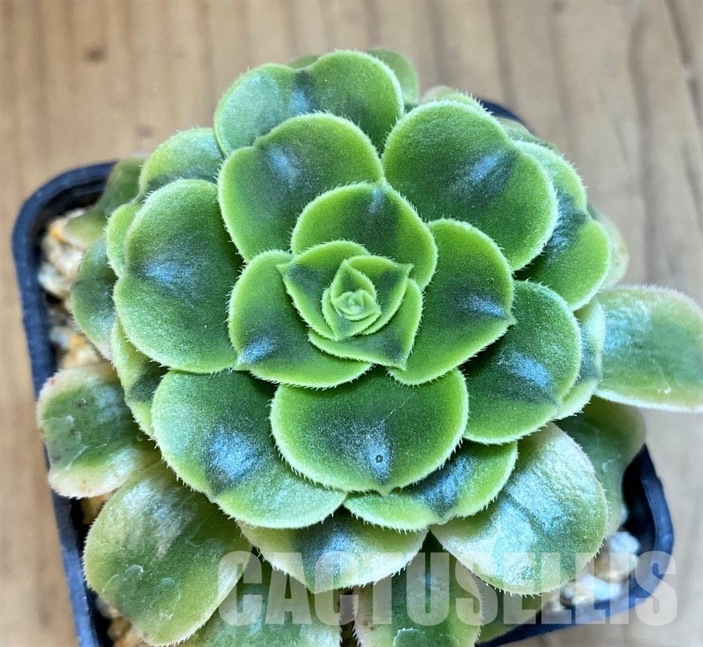 SH31664 Aeonium 'Fiesta'