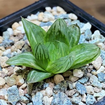 SH31609 Haworthia obtusa hybrid f. variegata RU2