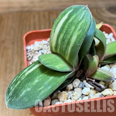 SH31613 Gasteria glomerata f. variegata, seedling