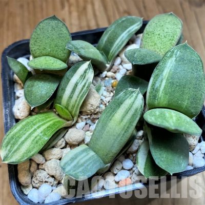 SH31614 Gasteria glomerata f. variegata, seedling