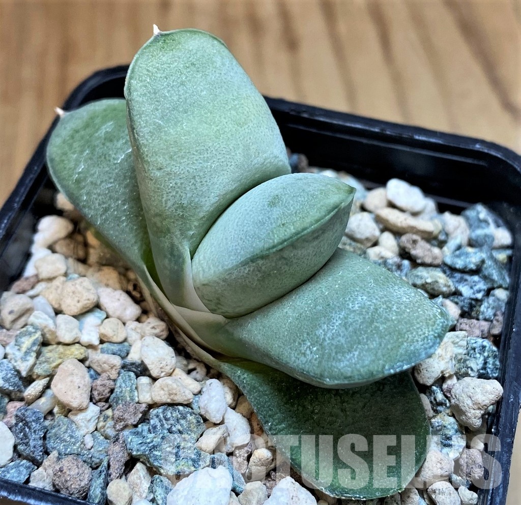 SH31615 Gasteria glomerata ‘Japan Blue’ Clon 1 - Image 2