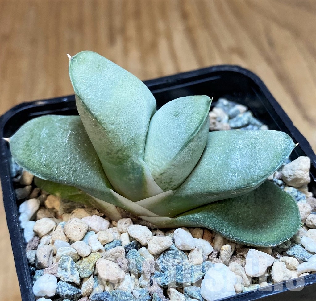 SH31615 Gasteria glomerata ‘Japan Blue’ Clon 1