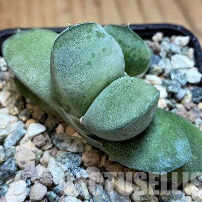 SH31616 Gasteria glomerata ‘Japan Blue’ Clon 1