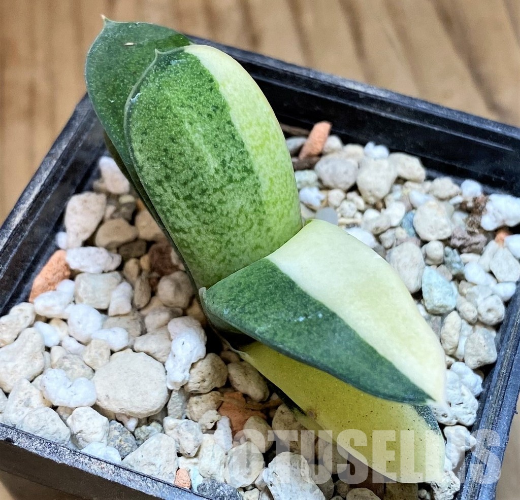 SH31617 Gasteria glomerata f. variegata, seedling