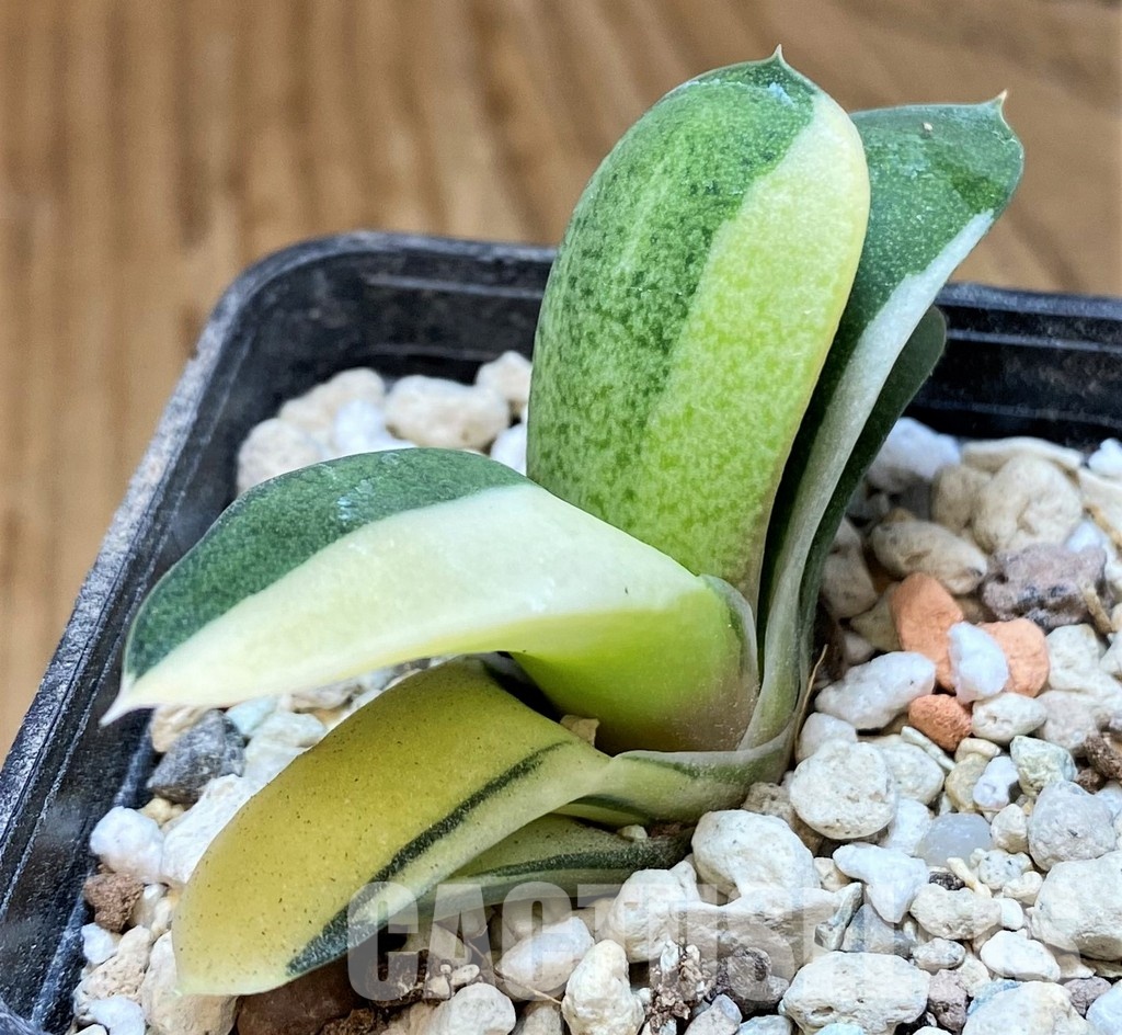 SH31617 Gasteria glomerata f. variegata, seedling - Image 2