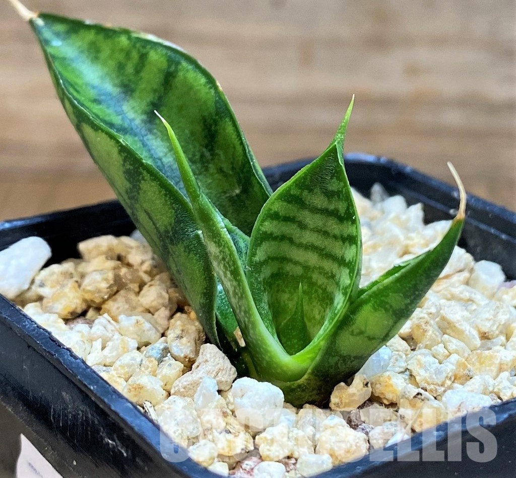 SH31619 Sansevieria 'Frozen Rose' - Image 2