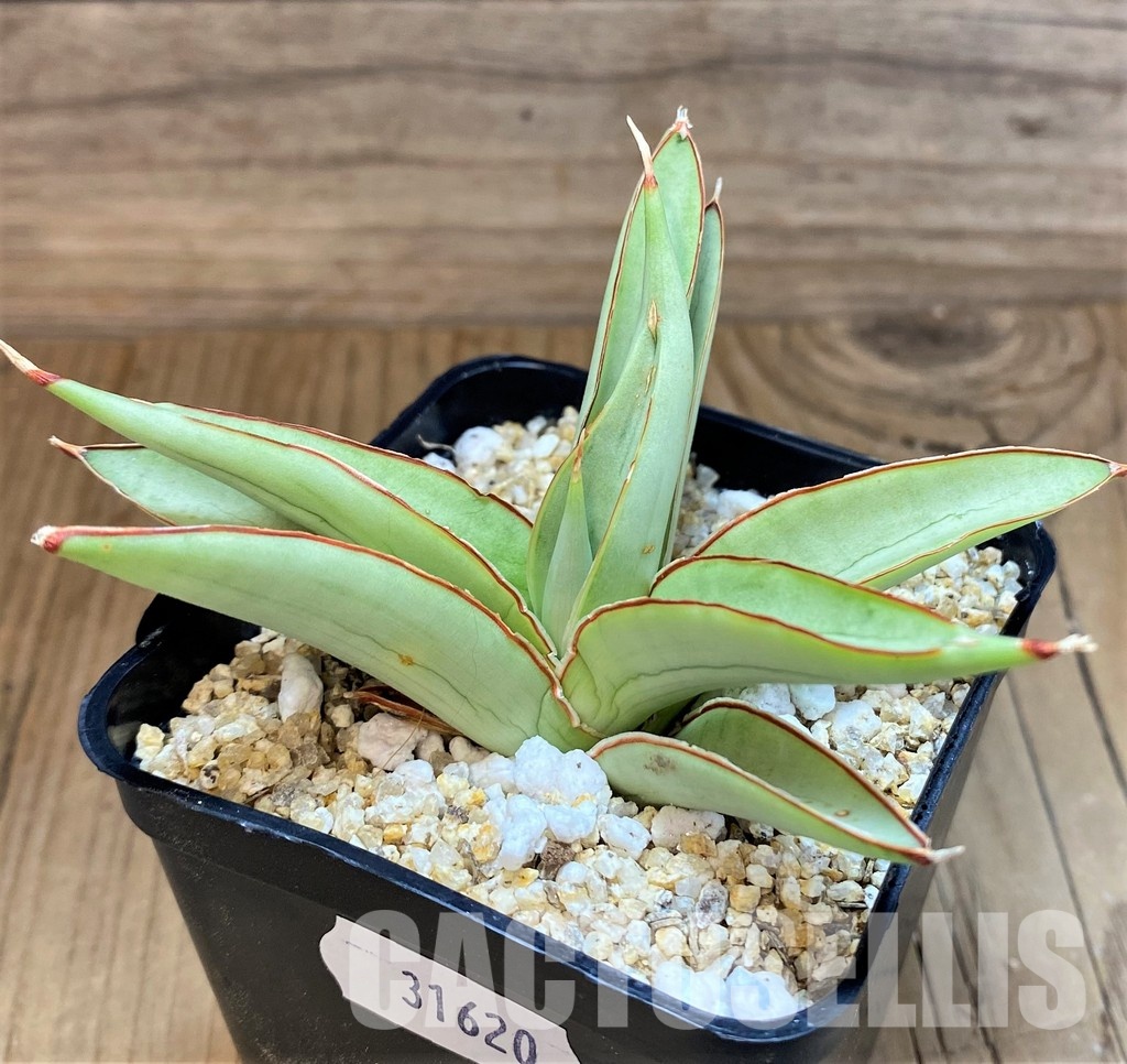 SH31620 Sansevieria ‘Bai Bid’ - Image 2
