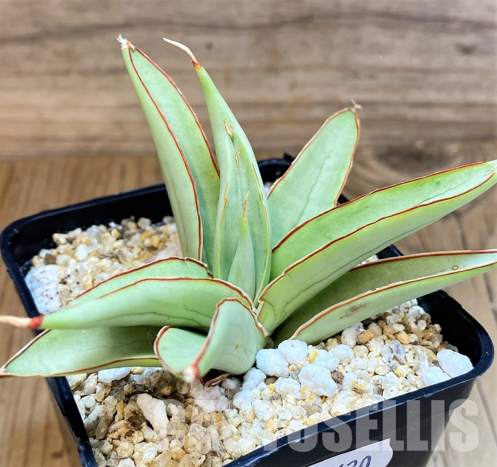 SH31620 Sansevieria ‘Bai Bid’
