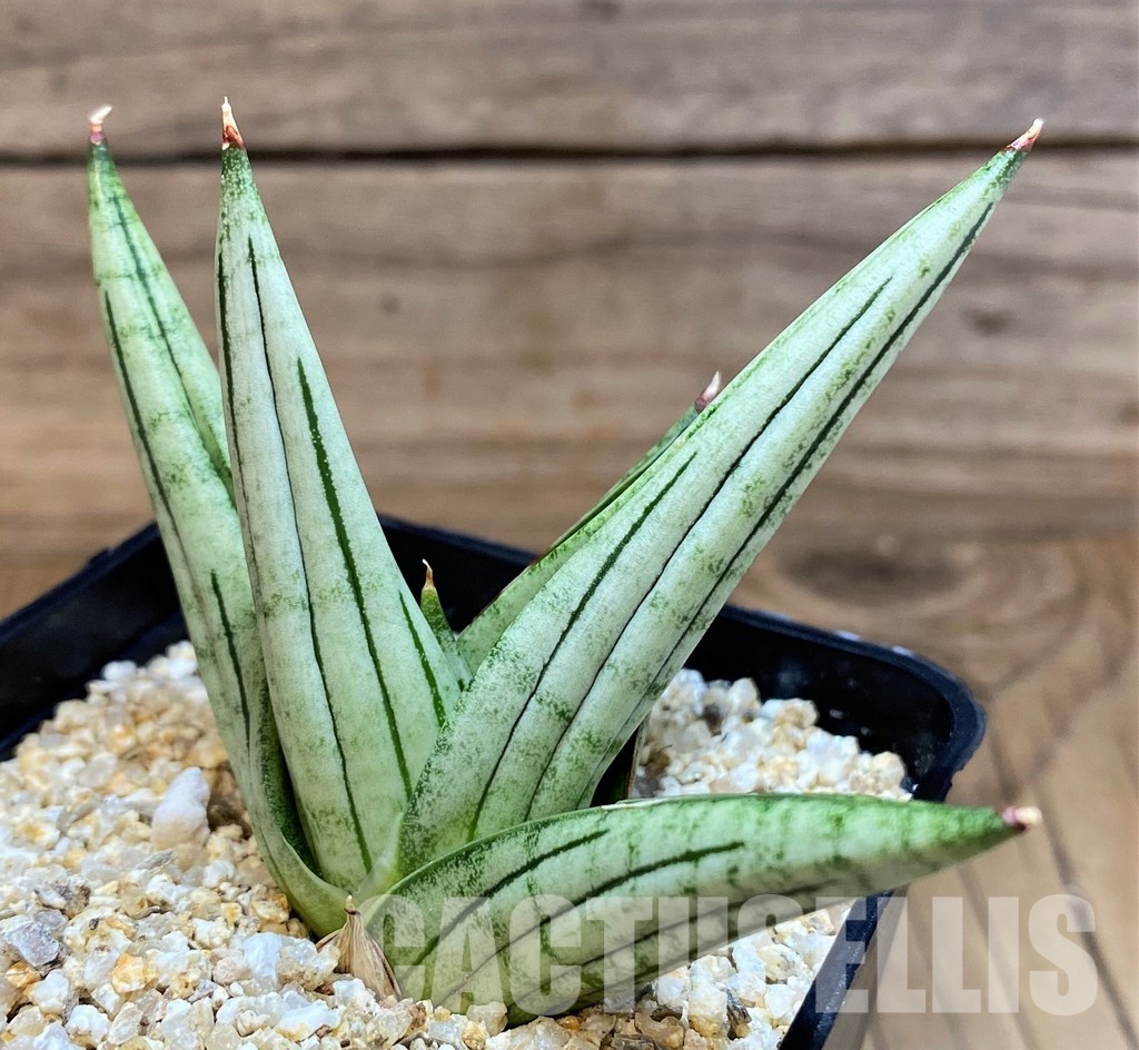 SH31621 Sansevieria 'Jupiter'