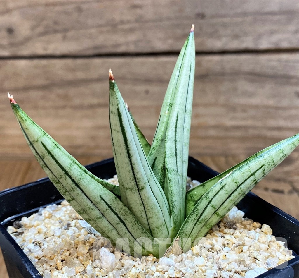 SH31621 Sansevieria 'Jupiter' - Image 2