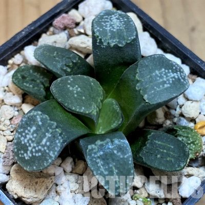 SH31604 Haworthia groenewaldii