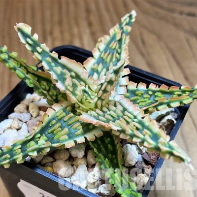 SH31624 Aloe TCT hybrid