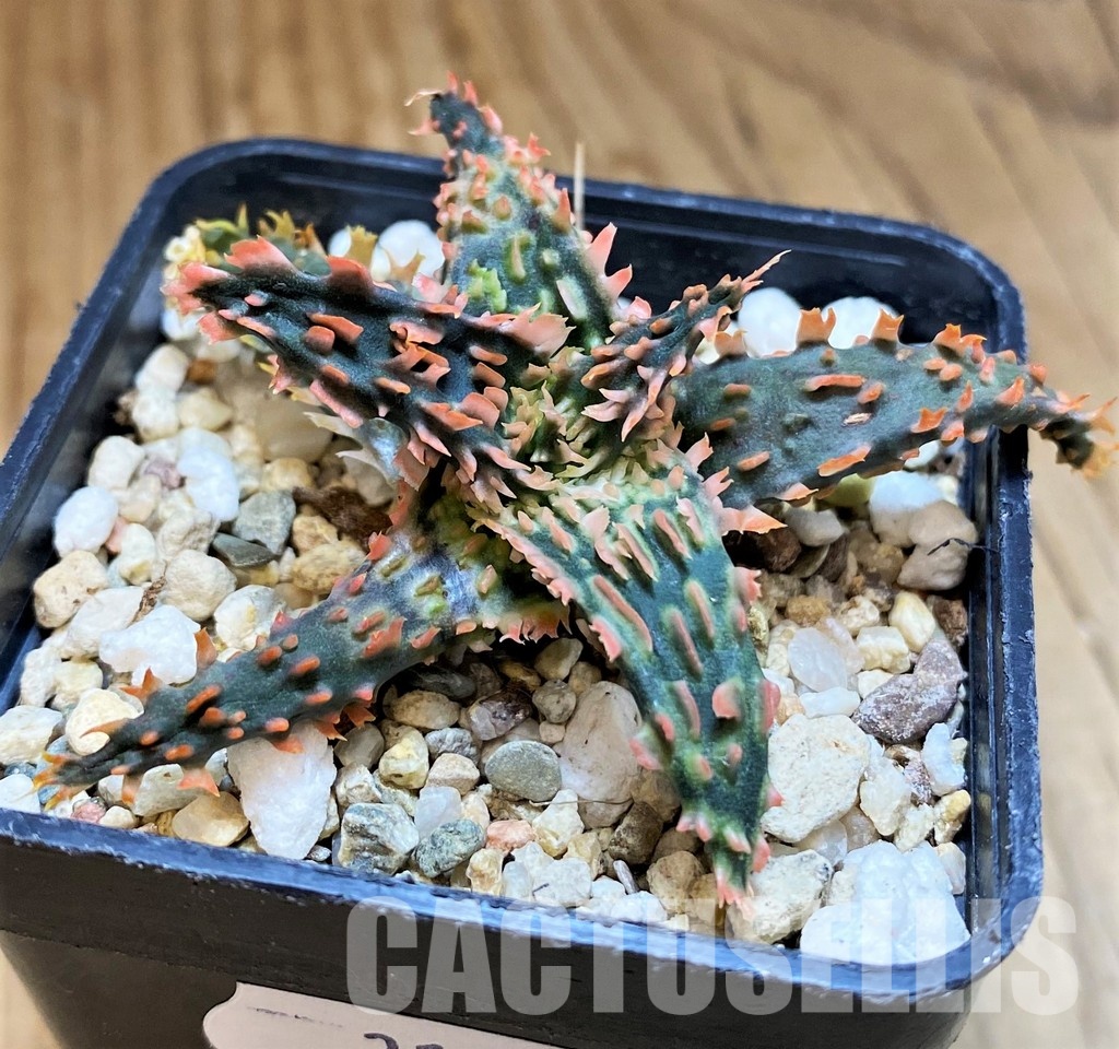 SH31627 Aloe TCT hybrid - Image 2