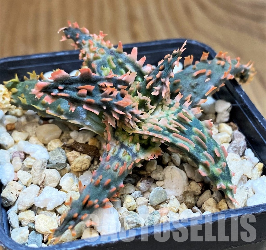 SH31627 Aloe TCT hybrid