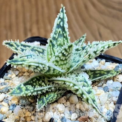 SH31628 Aloe TCT hybrid