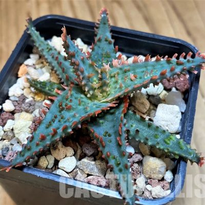 SH31629 Aloe TCT hybrid