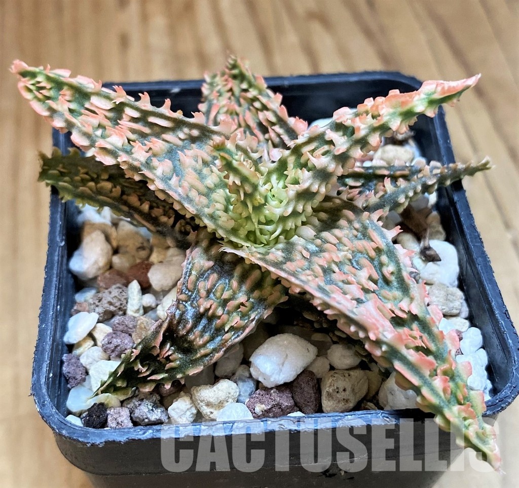 SH31633 Aloe TCT hybrid - Image 2