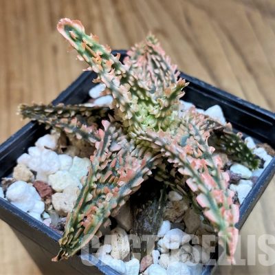 SH31633 Aloe TCT hybrid
