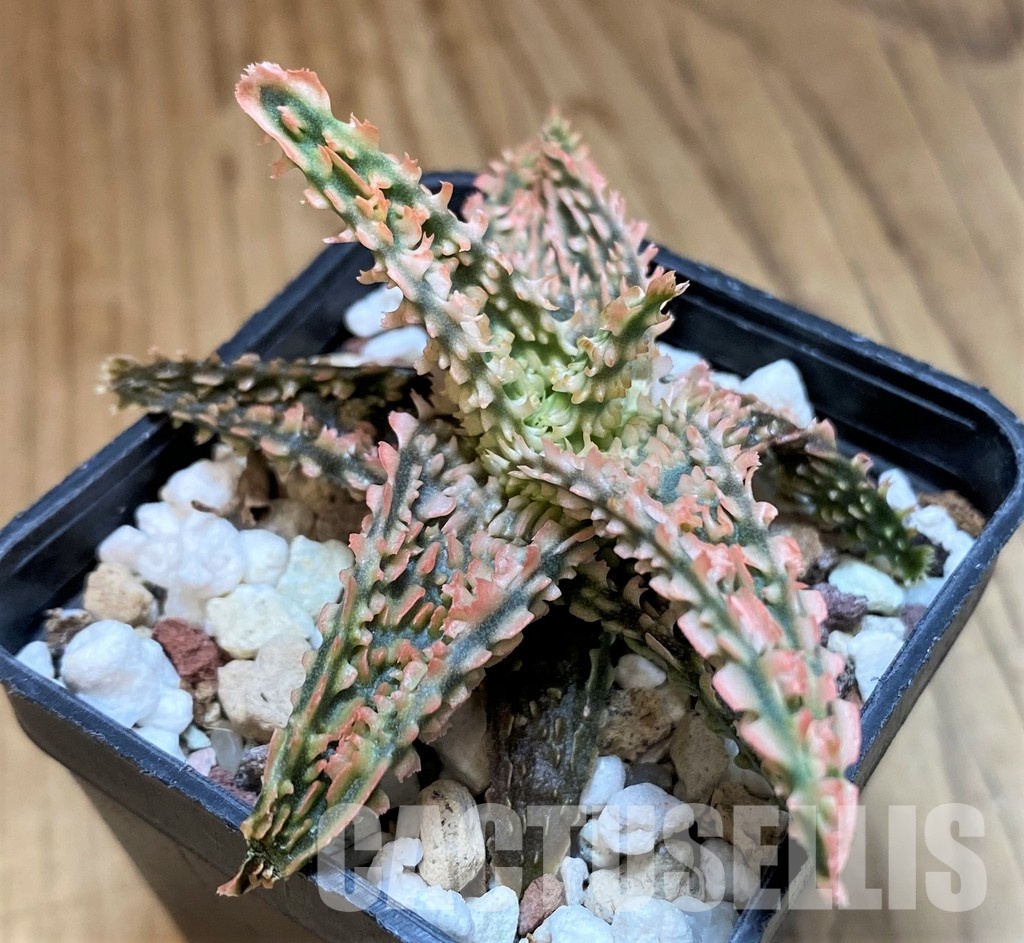 SH31633 Aloe TCT hybrid