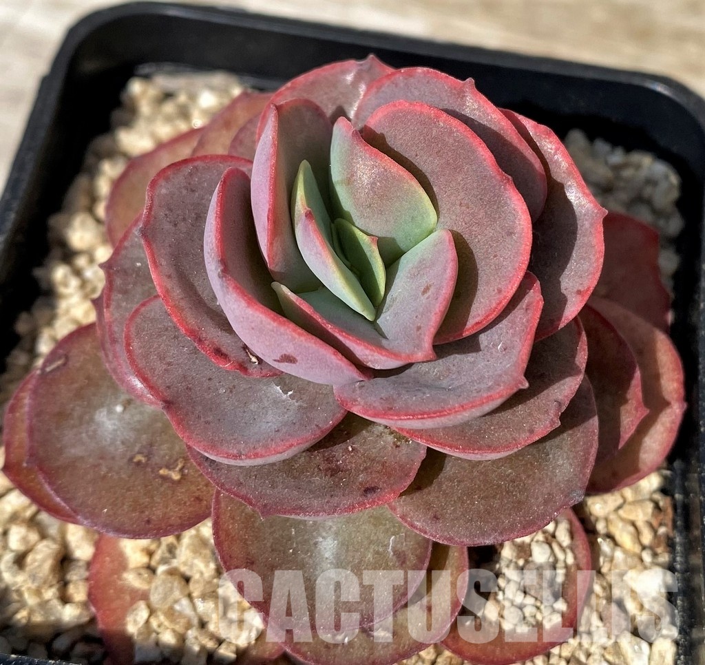 SH30445 Echeveria 'Sunyon'
