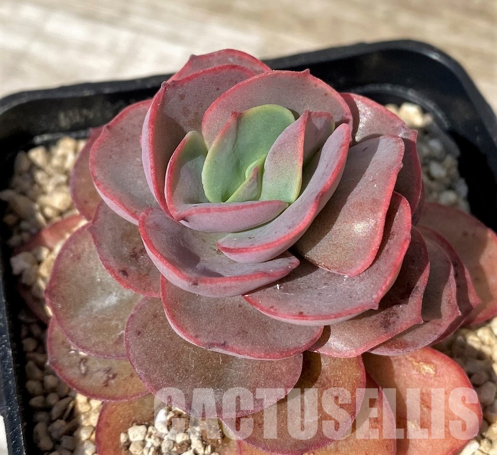 SH30445 Echeveria 'Sunyon' - Image 2