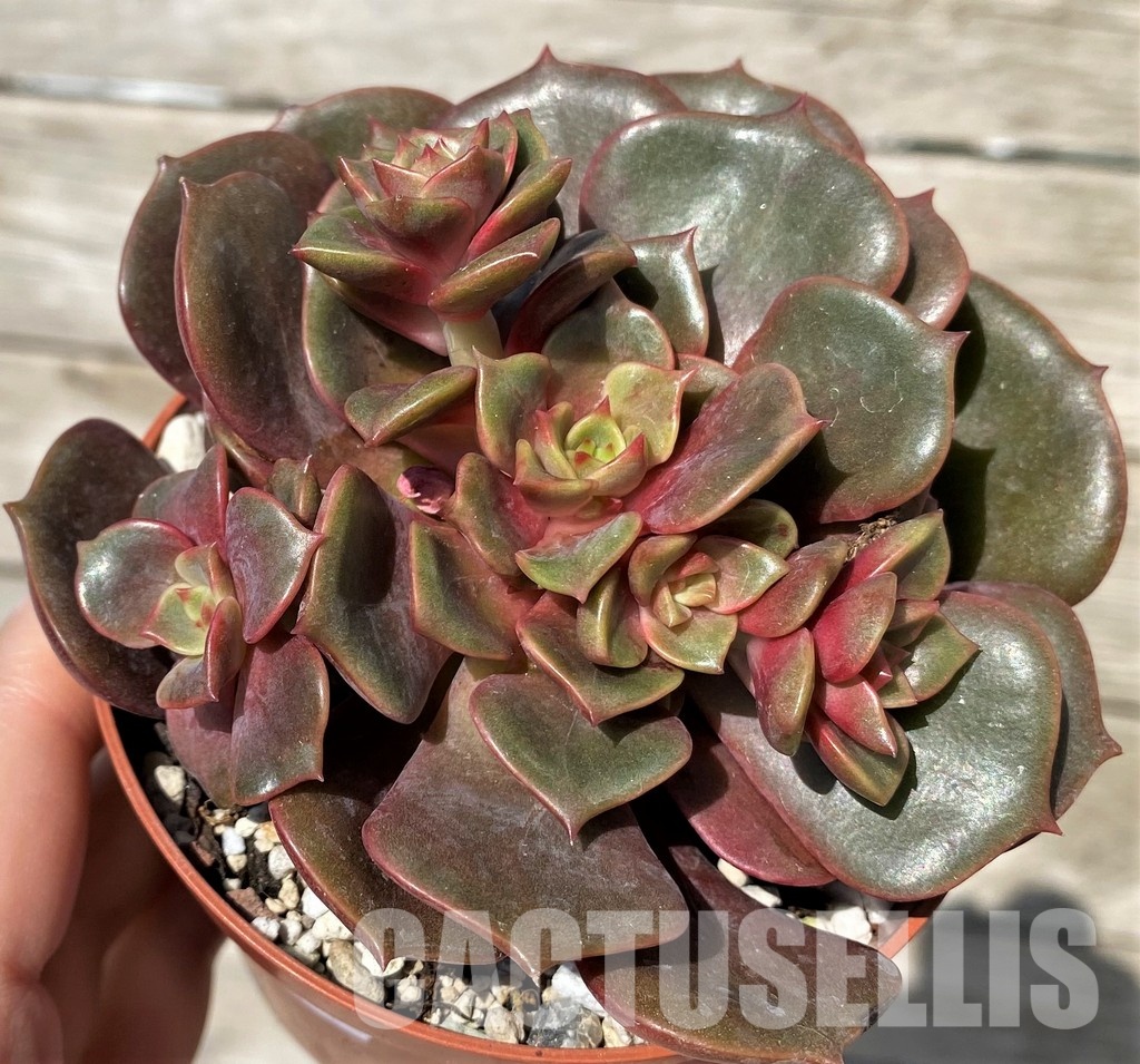 SH30446 Echeveria 'Vampire Red Ball'