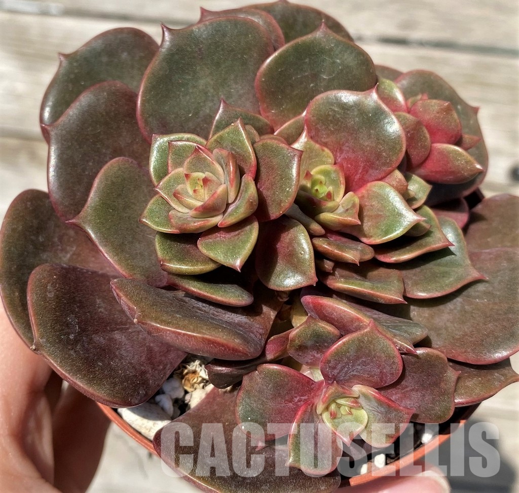 SH30446 Echeveria 'Vampire Red Ball' - Image 2