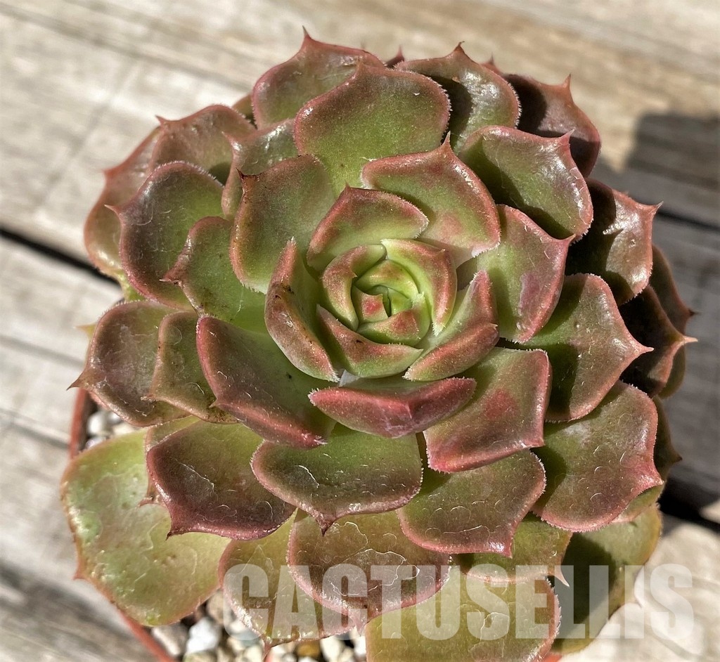SH30448 Echeveria ‘Brown Rose’