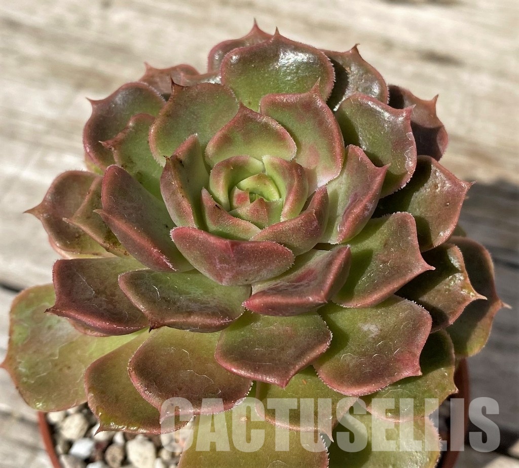 SH30448 Echeveria ‘Brown Rose’ - Image 2