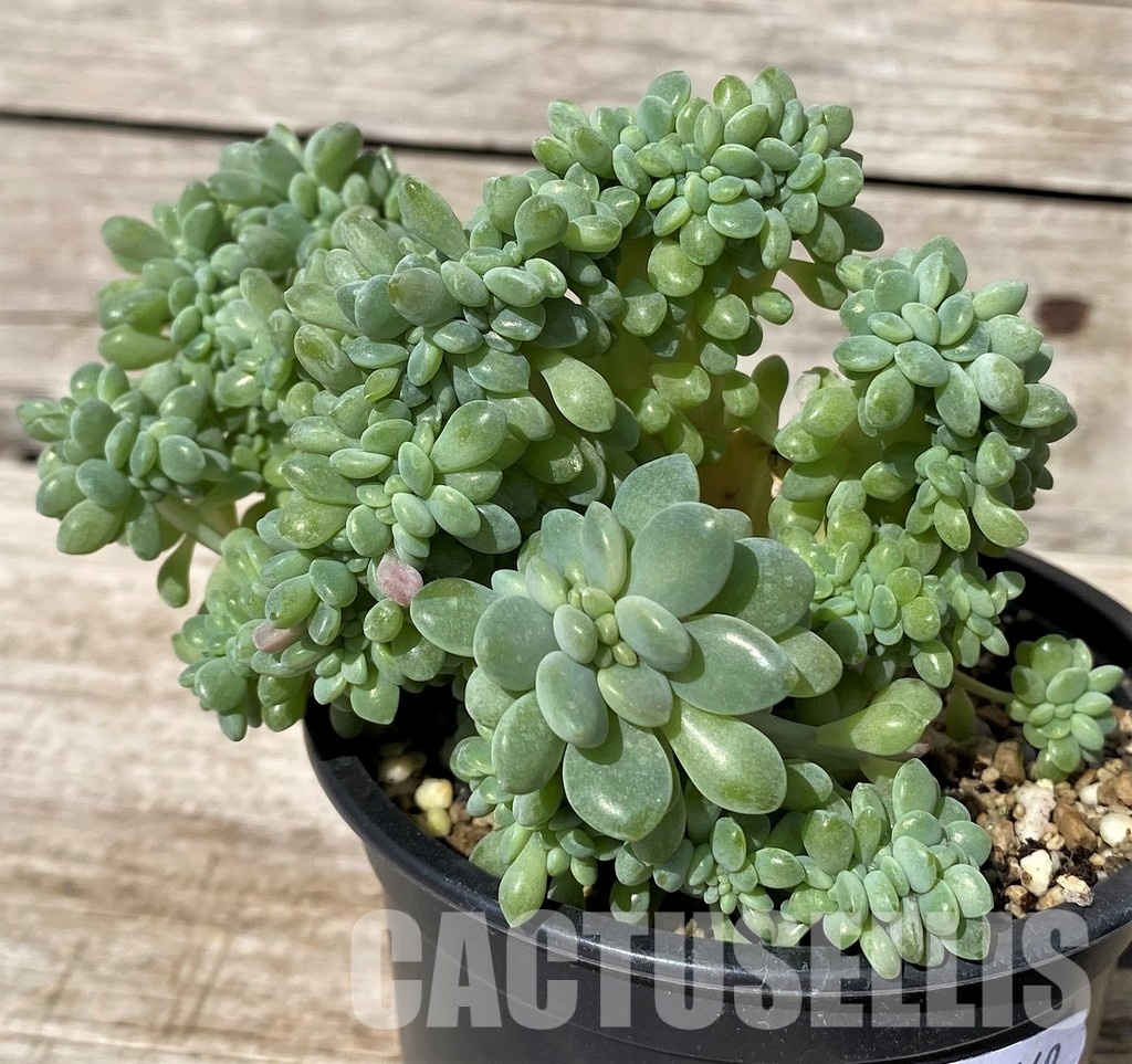 SH30449 Graptopetalum amethystinum f. cristata - Image 2