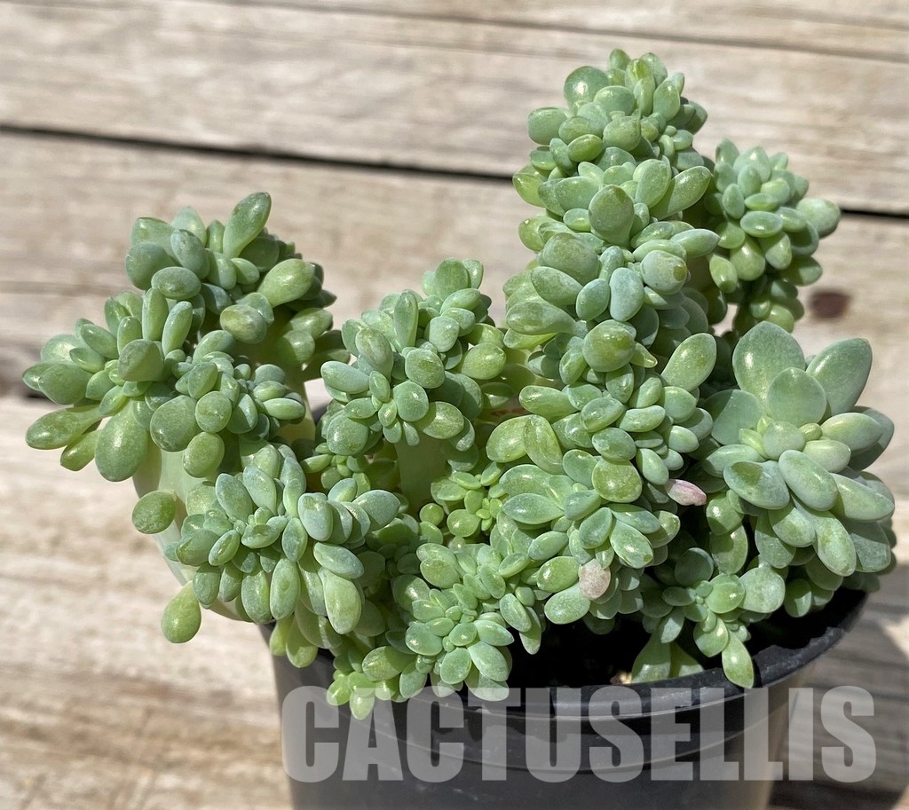 SH30449 Graptopetalum amethystinum f. cristata