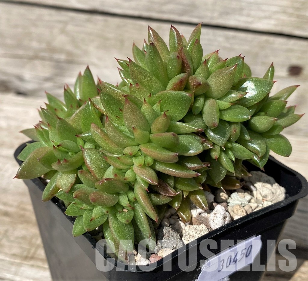 SH30450 Echeveria agavoides f. cristata - Image 2