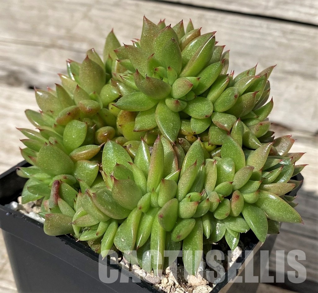 SH30450 Echeveria agavoides f. cristata