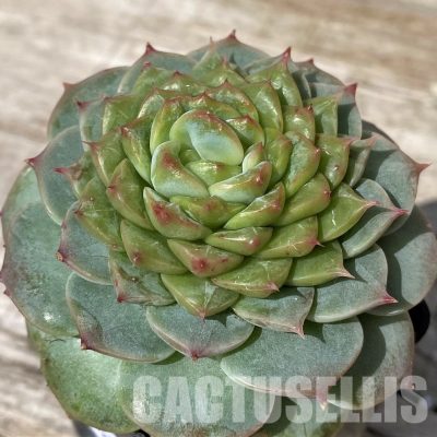 SH30451 Echeveria ‘Red Velvet’