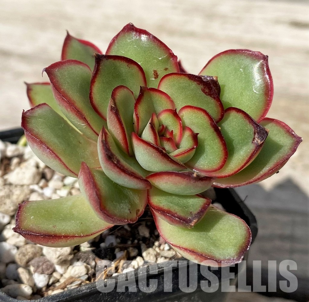SH30452 Echeveria pulidonis hybrid - Image 2