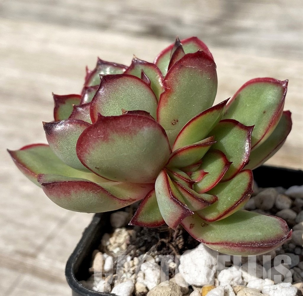 SH30452 Echeveria pulidonis hybrid - Image 3