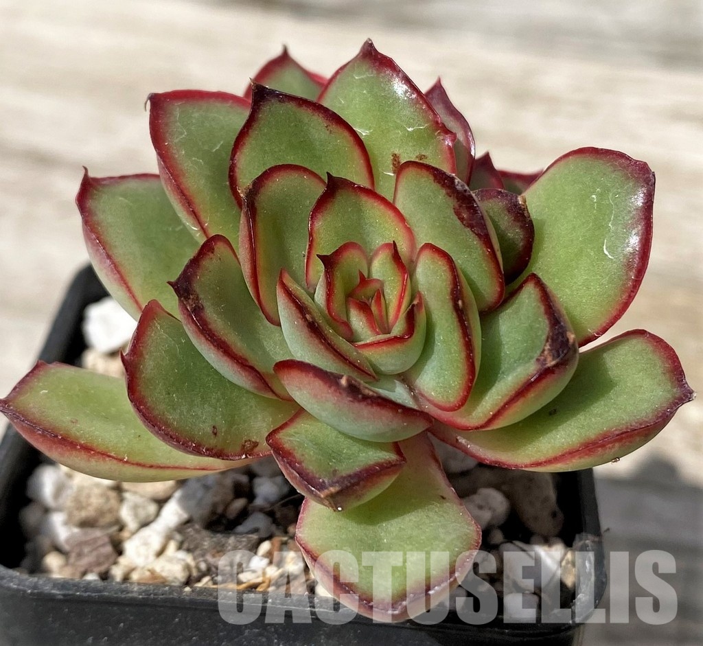 SH30452 Echeveria pulidonis hybrid